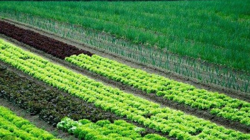 有机蔬菜与有机水果：种类解析与区别要点