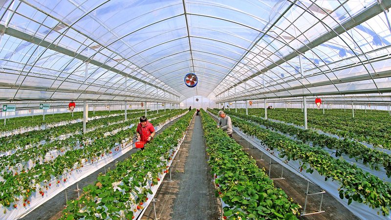 大棚水果种植成本加盟