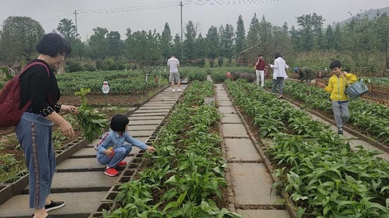 沙土地的“水果乐园”：适合种植的品种及要点