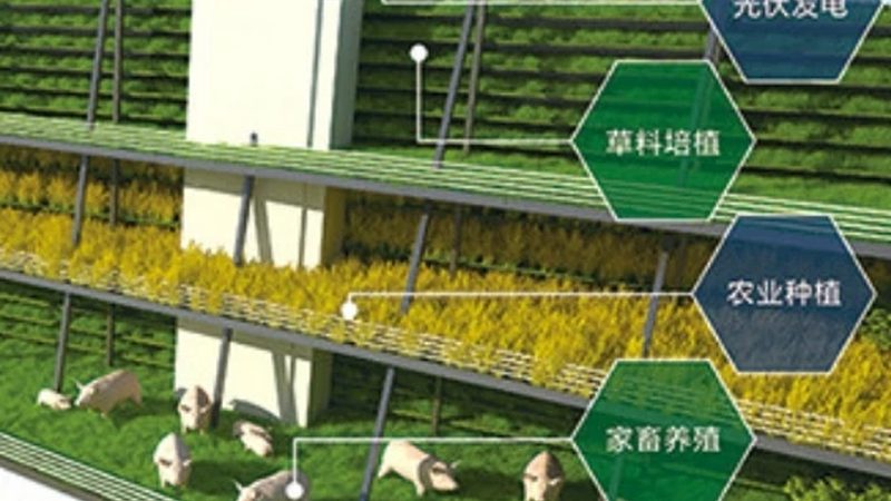 家庭有机蔬菜种植流程：从土壤到餐桌的绿色之旅