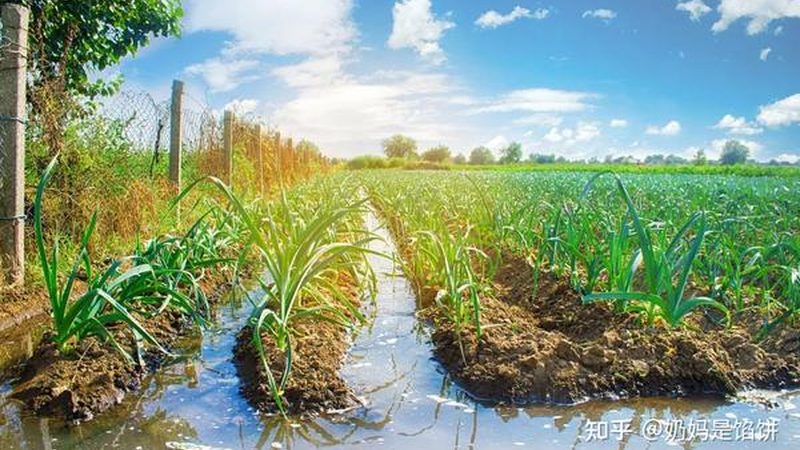 生鲜农产品打包盒：材质选择背后的生态考量