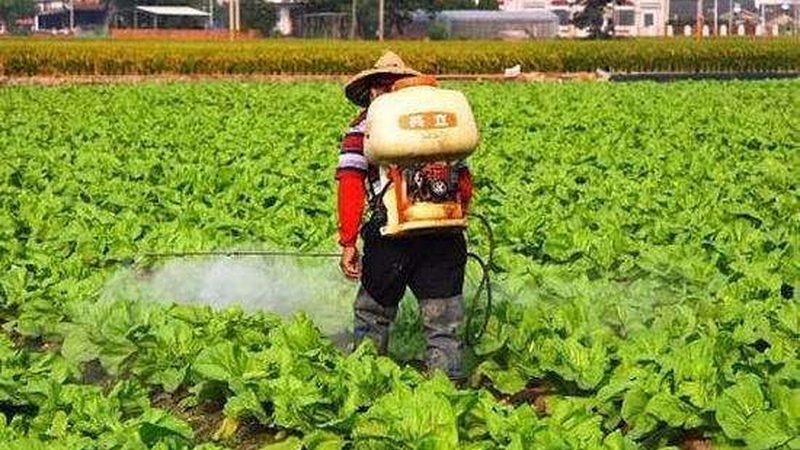 尿素复合肥与尿素：成分差异与使用要点**